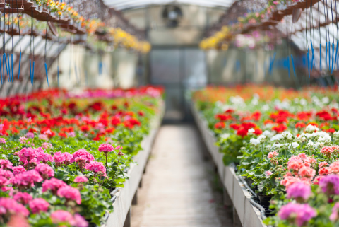 Protecting Your Greenhouse Business in Michigan 